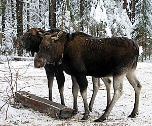 новогодние туры 2019 в Кострому